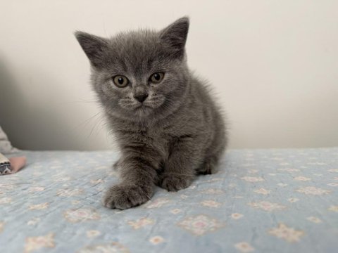 British shorthair dişi 55 günlük