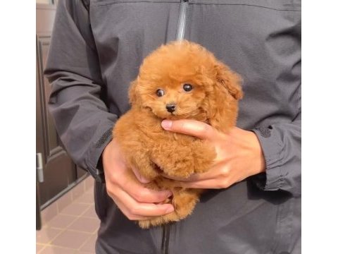 Toy poodle