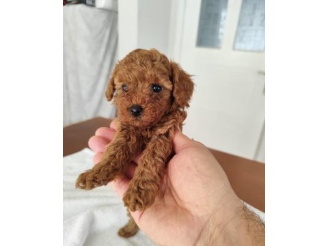2 dişi ve 1 erkek poodle yavrular