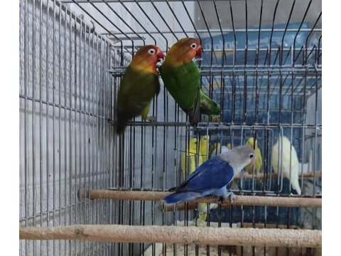 Mükemmel cennet papağanları kamuran üzülür