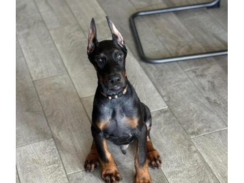 Sağlık ve ırk garantili doberman