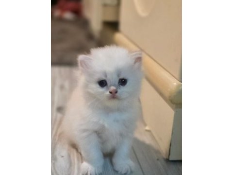 Safkan kediler, sağlık ırk garantili