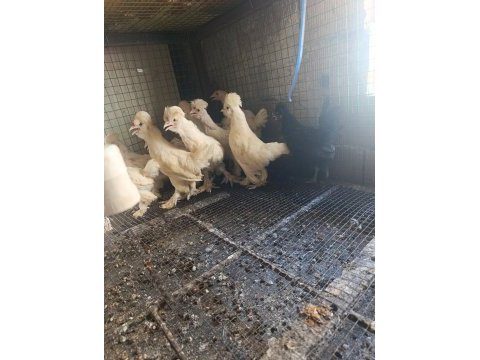 3 aylık 3,5 aylık civarında osmanlı sultan yavruları