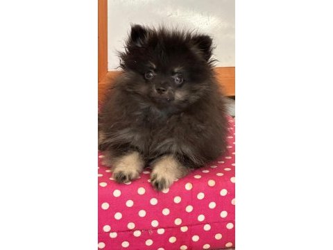 Pomeranian bebeğim türkiyede az bulunan renk uygun