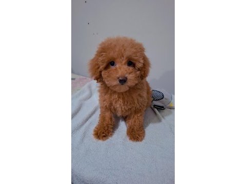 Teddy bear surat yavru poodle
