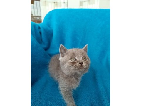 British shorthair bal gözlü yavrular