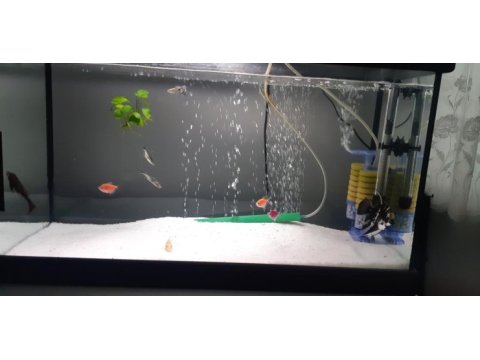 2 tane sağlıklı genetik tetra