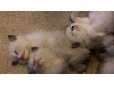 İzmir 5 haftalık ragdoll yavrularımız