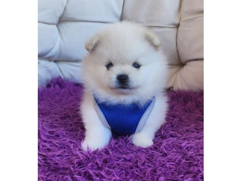 Pomeranian ayıcıklar ırk ve sağlık garantilidir