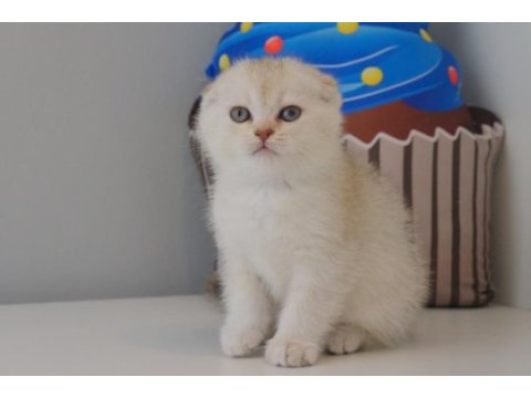 Scottish fold silver safkan yavrumuz