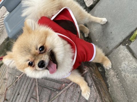 9 aylık erkek pomeranian