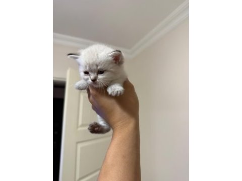 Mükemmel kalitede safkan british shorthair beyaz yavrular