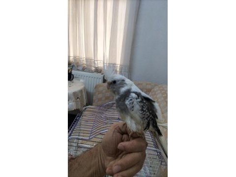 55 günlük sultan papağanı yavrusu