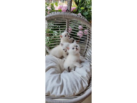 19 mayıs doğumlu british shorthair bebekler