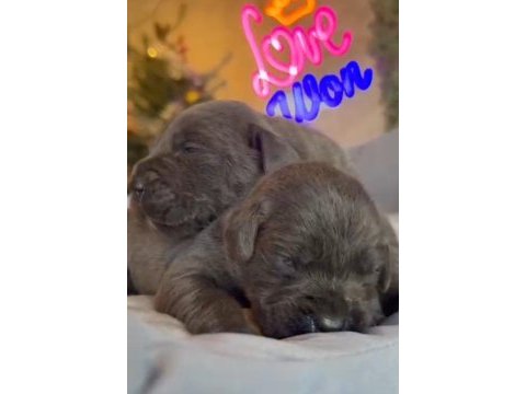 Cane corso blue bebeklerimiz için acele edin