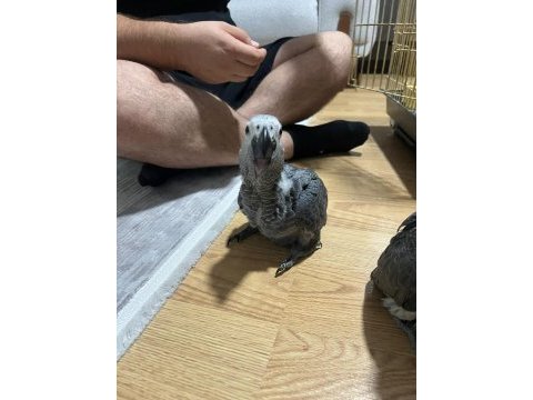 Yeme düşmüş bebek jako