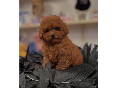 Kalitenin ağa babası toy poodle yavruları