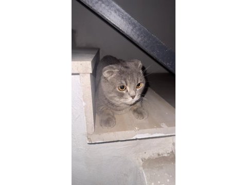 Scottish fold cinsi erkek kedi diyarbakır