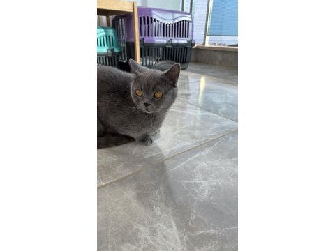 British shorthair dişi