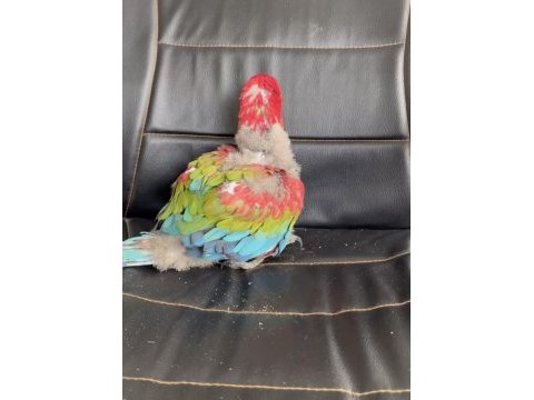 Kırmızı 45 günlük bebek macaw