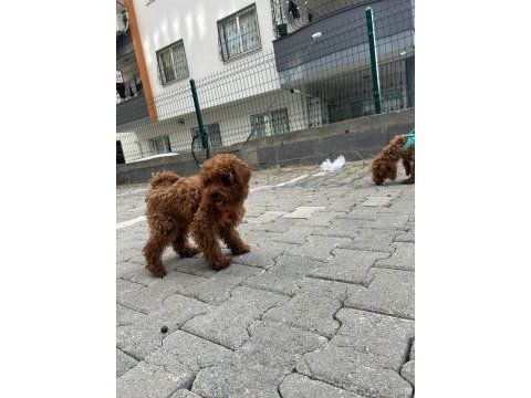 Toy poodle dişi yavrumuz