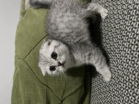 3 aylık yavru dişi scottish fold