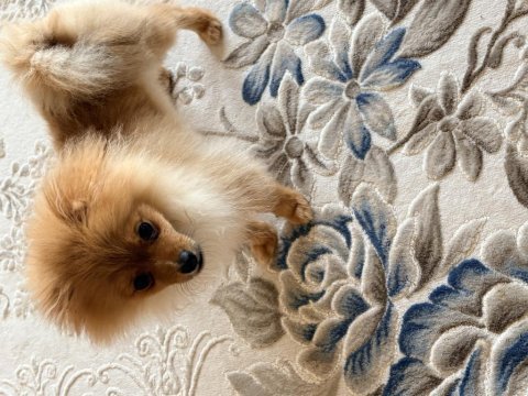 Tüm aşıları yapılı ve tuvalet eğitimli 5 aylık pomeranian