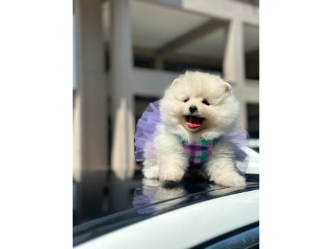 Show kalite pomeranian boo yavrularımız