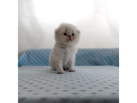 British shorthair
