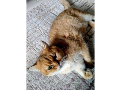 Golden ny25 british shorthair