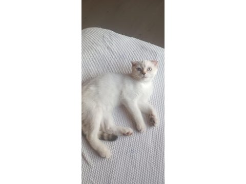 Scottish fold 30 mayıs doğumlu