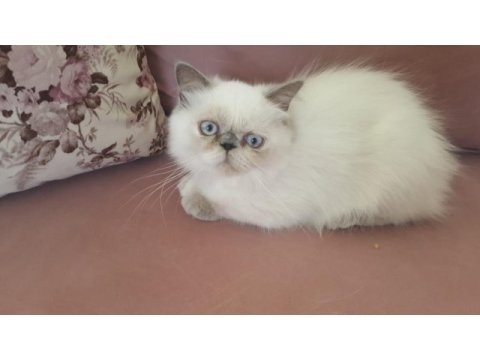 İri göz iran kedisi