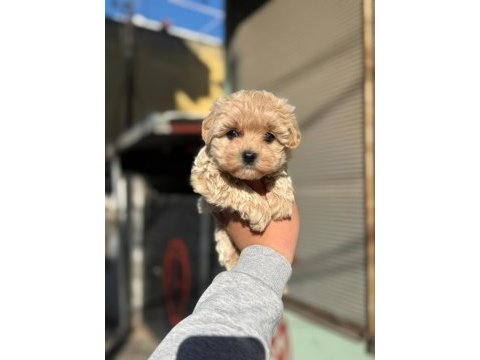Aşılı karneli tüy dökmeyen maltipoo bebeklerimiz