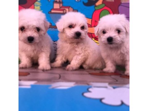 Orijinal sıfır numara maltese köpeklerimiz