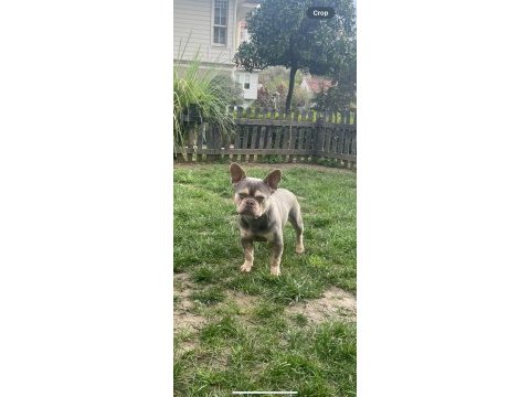 10 aylık french bulldog ücretsiz