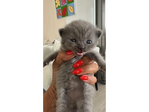 Yavru scottish fold