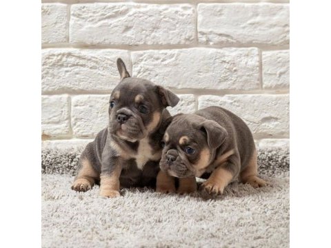 French bulldog yavruları