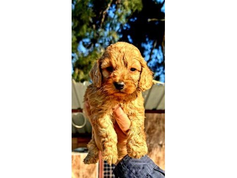 Maltipoo yavrularımda son nokta