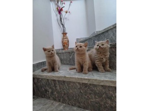 Sağlıklı eğitimli british shorthair safkan yavru
