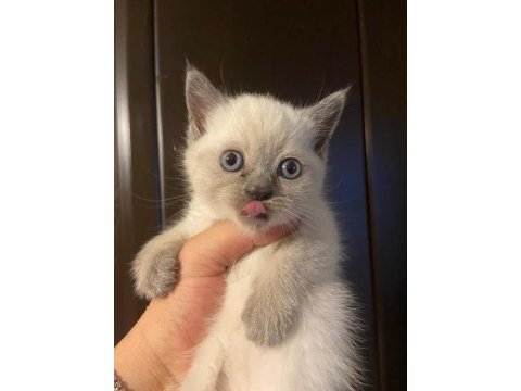 Uyguna ev ortamında bakılmış british shorthair