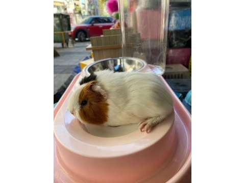 Guinea pig ler