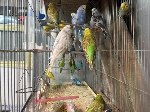 Damızlık jumbo dişi muhabbet kuşları