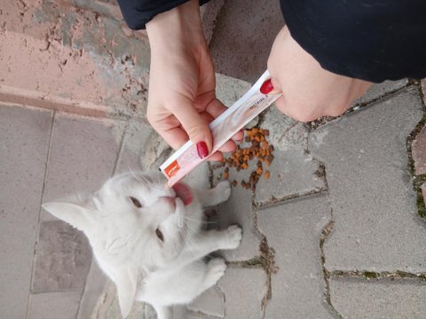 Ücretsiz ankara kedisi acil yuva