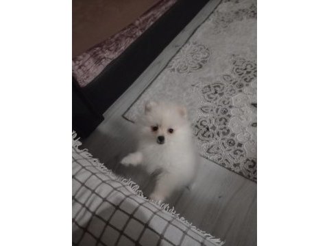 5 aylık pomeranian boo