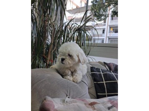 Sıfır numara kısa bacak terrier