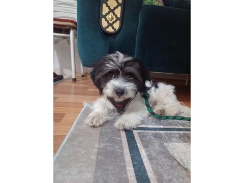 3 aylık maltese terrier