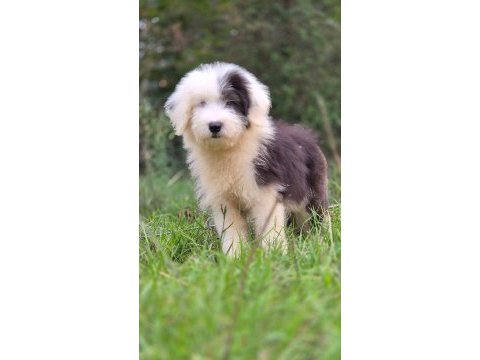 Trde nadir ırklardan bobtail yavrularımız