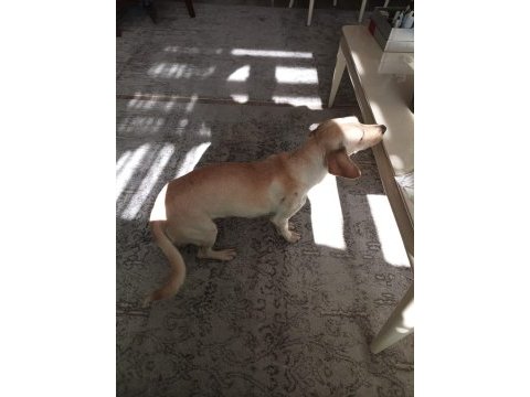 Ücretsiz melez büyümeyen köpeğimiz