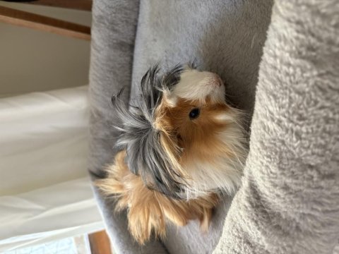 Yeni ginepig yavrularımıza aile olmak ister misiniz?