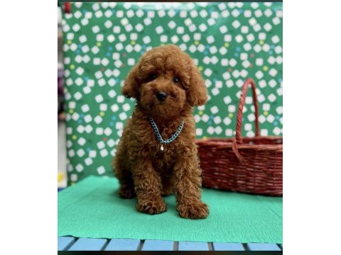 Orjinal toy poodle yavrularımız